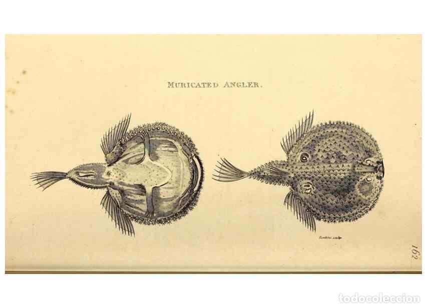 Collezionismo di Riviste e Giornali: Reproducci&oacute;n/Reproduction 49826534493: General zoology, or Systematic natural history. London,Printe