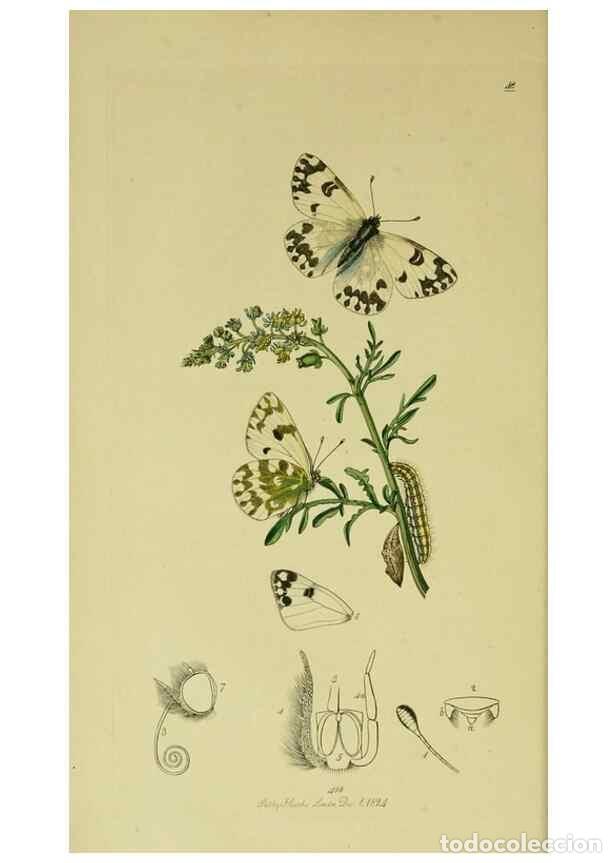 Collezionismo di Riviste e Giornali: Reproducci&oacute;n/Reproduction 49640964847: British entomology :. London,Printed for the author,1823-1840