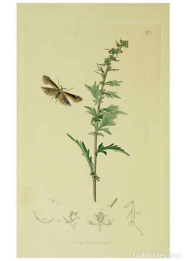 Collezionismo di Riviste e Giornali: Reproducci&oacute;n/Reproduction 49641078917: British entomology :. London,Printed for the author,1823-1840