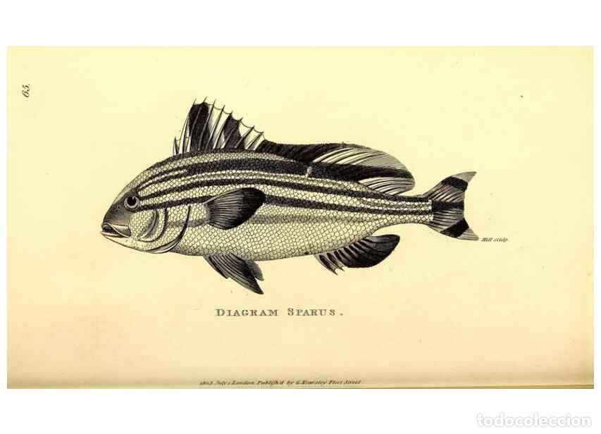 Coleccionismo de Revistas y Peri&oacute;dicos: Reproducci&oacute;n/Reproduction 49826662776: General zoology, or Systematic natural history. London,Printe