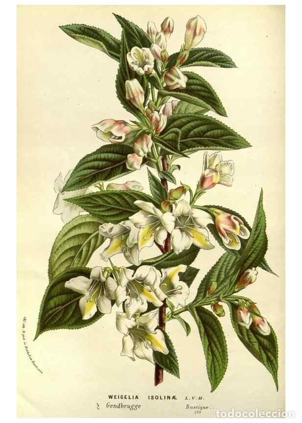 Coleccionismo de Revistas y Peri&oacute;dicos: Reproducci&oacute;n/Reproduction 49587687621: Flore des serres et des jardins de l'Europe. A Gand :chez Lou