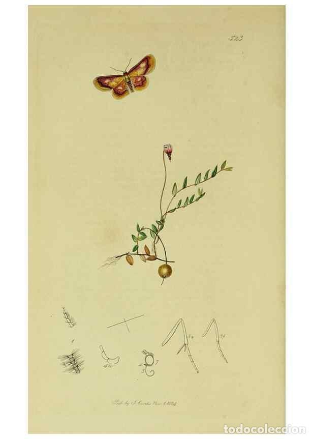 Coleccionismo de Revistas y Peri&oacute;dicos: Reproducci&oacute;n/Reproduction 49641057912: British entomology :. London,Printed for the author,1823-1840