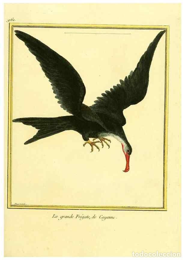 Coleccionismo de Revistas y Peri&oacute;dicos: Reproducci&oacute;n/Reproduction 49639998103: Planches enlumin&eacute;es d'histoire naturelle. Paris? :s.n.,1765-1