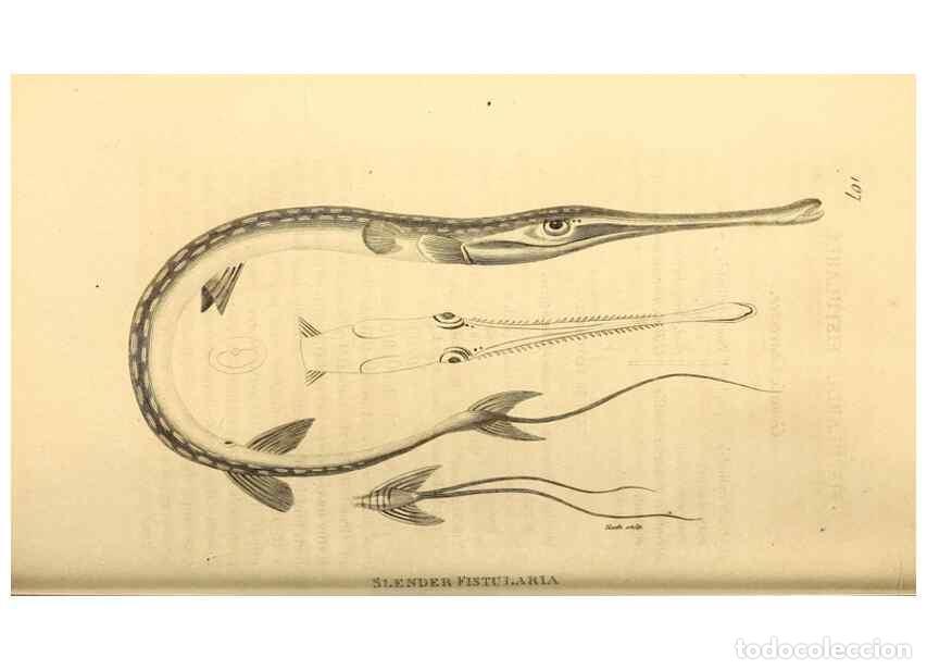 Coleccionismo de Revistas y Peri&oacute;dicos: Reproducci&oacute;n/Reproduction 49827365772: General zoology, or Systematic natural history. London,Printe