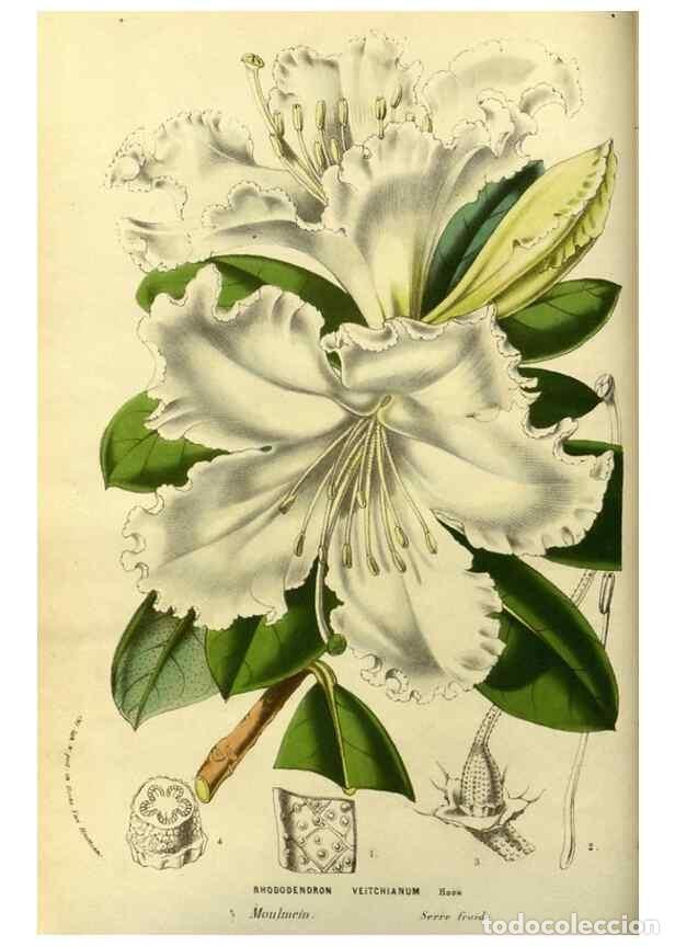 Coleccionismo de Revistas y Peri&oacute;dicos: Reproducci&oacute;n/Reproduction 49587187203: Flore des serres et des jardins de l'Europe. A Gand :chez Lou