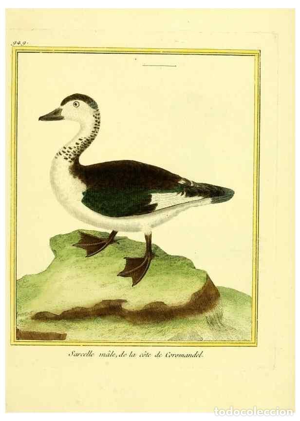 Coleccionismo de Revistas y Peri&oacute;dicos: Reproducci&oacute;n/Reproduction 49639994768: Planches enlumin&eacute;es d'histoire naturelle. Paris? :s.n.,1765-1