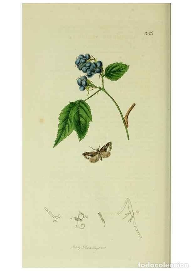 Coleccionismo de Revistas y Peri&oacute;dicos: Reproducci&oacute;n/Reproduction 49640194993: British entomology :. London,Printed for the author,1823-1840