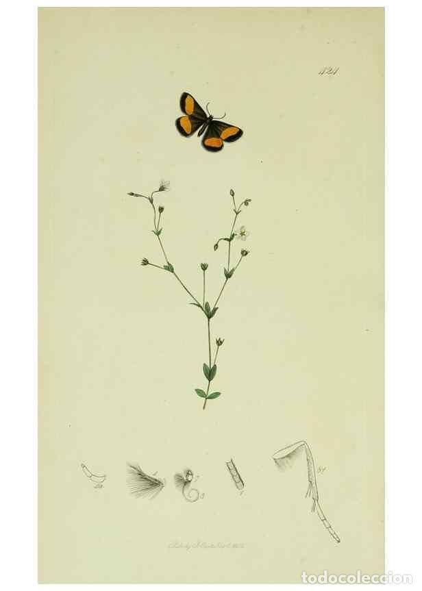 Coleccionismo de Revistas y Peri&oacute;dicos: Reproducci&oacute;n/Reproduction 49640254558: British entomology :. London,Printed for the author,1823-1840