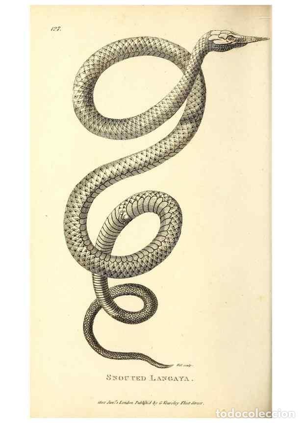 Coleccionismo de Revistas y Peri&oacute;dicos: Reproducci&oacute;n/Reproduction 49826875931: General zoology, or Systematic natural history. London,Printe