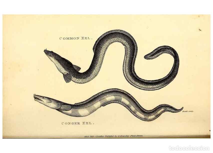 Collectionnisme de Revues et Journaux: Reproducci&oacute;n/Reproduction 49826959357: General zoology, or Systematic natural history. London,Printe