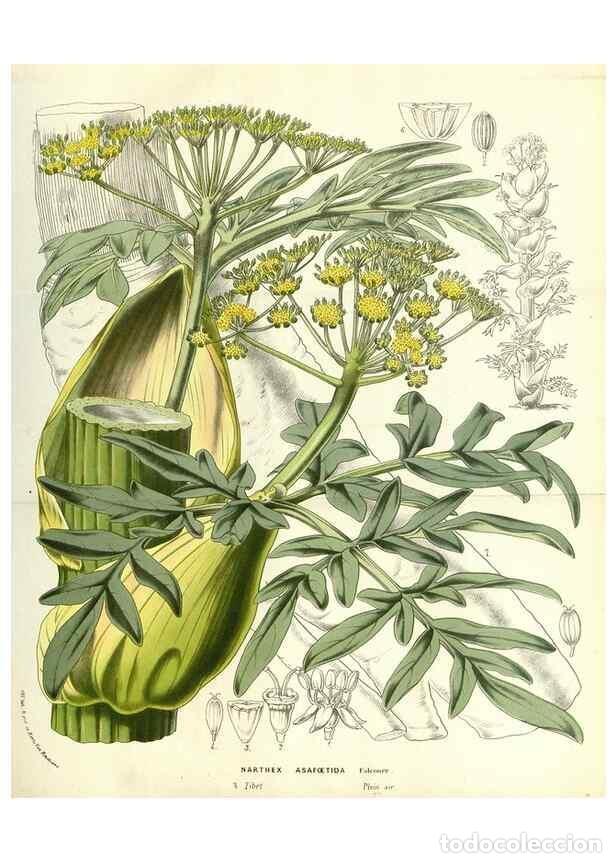 Collectionnisme de Revues et Journaux: Reproducci&oacute;n/Reproduction 49587693996: Flore des serres et des jardins de l'Europe. A Gand :chez Lou