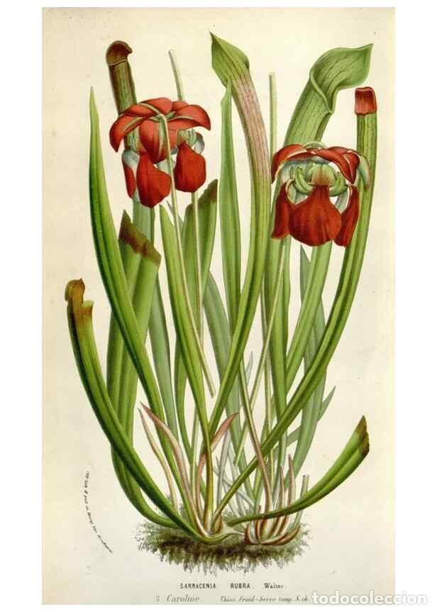 Collectionnisme de Revues et Journaux: Reproducci&oacute;n/Reproduction 49584065151: Flore des serres et des jardins de l'Europe. A Gand :chez Lou