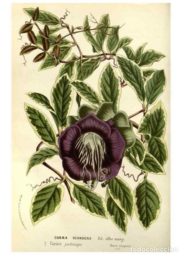 Collectionnisme de Revues et Journaux: Reproducci&oacute;n/Reproduction 49587196868: Flore des serres et des jardins de l'Europe. A Gand :chez Lou