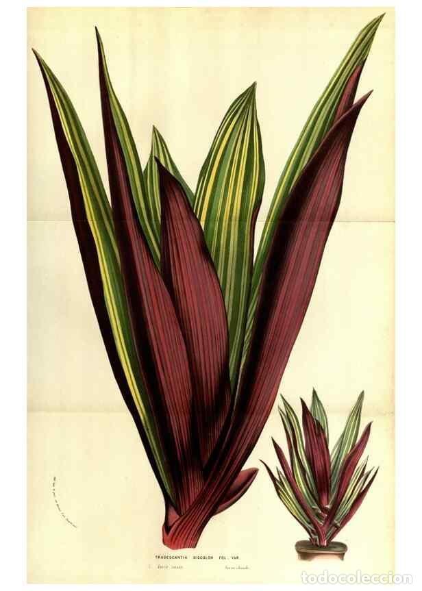 Collectionnisme de Revues et Journaux: Reproducci&oacute;n/Reproduction 49583716008: Flore des serres et des jardins de l'Europe. A Gand :chez Lou