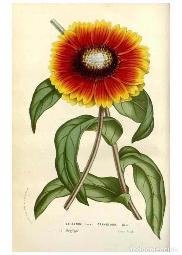 Collectionnisme de Revues et Journaux: Reproducci&oacute;n/Reproduction 49584081913: Flore des serres et des jardins de l'Europe. A Gand :chez Lou