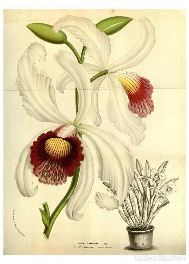 Collectionnisme de Revues et Journaux: Reproducci&oacute;n/Reproduction 49584438692: Flore des serres et des jardins de l'Europe. A Gand :chez Lou