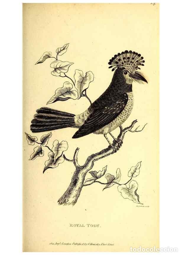 Colecionismo de Revistas e Jornais: Reproducci&oacute;n/Reproduction 49830166511: General zoology, or Systematic natural history. London,Printe