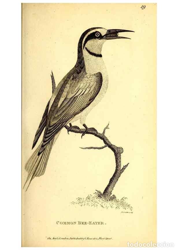 Colecionismo de Revistas e Jornais: Reproducci&oacute;n/Reproduction 49830167836: General zoology, or Systematic natural history. London,Printe