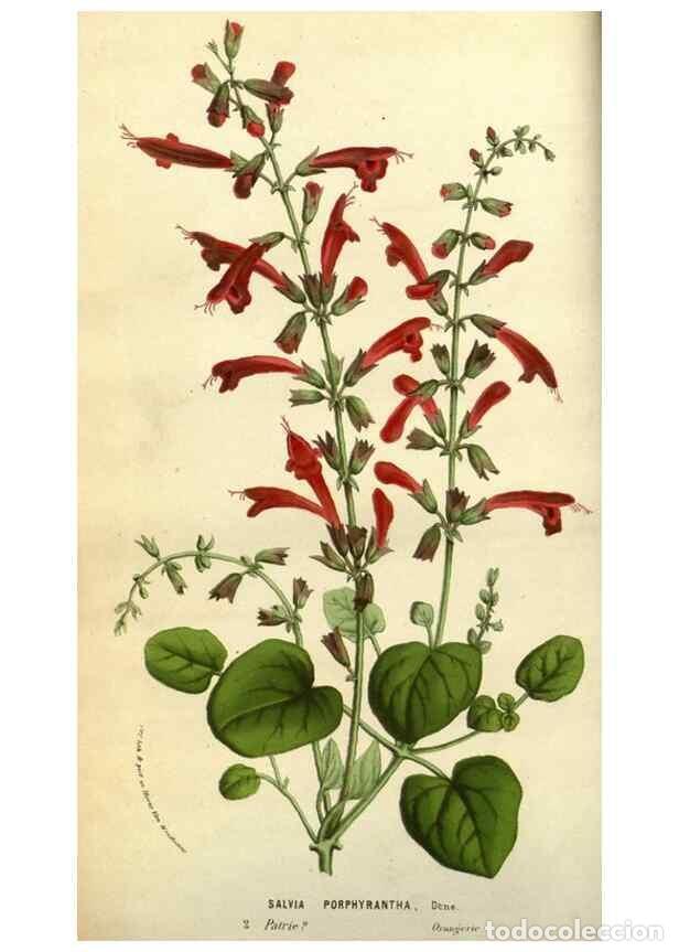 Collezionismo di Riviste e Giornali: Reproducci&oacute;n/Reproduction 49584188646: Flore des serres et des jardins de l'Europe. A Gand :chez Lou