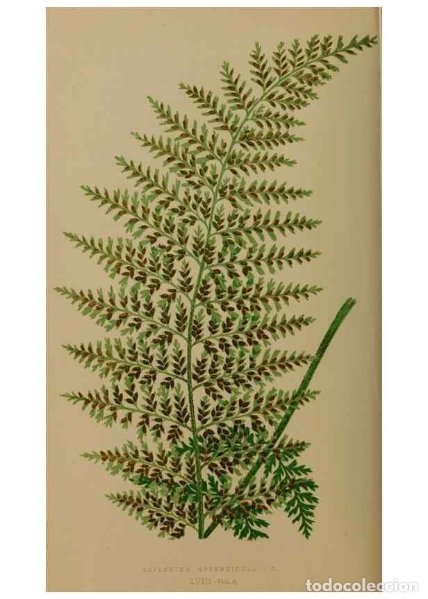 Collezionismo di Riviste e Giornali: Reproducci&oacute;n/Reproduction 49626355788: Ferns: British and exotic.... London,Groombridge and Sons,185