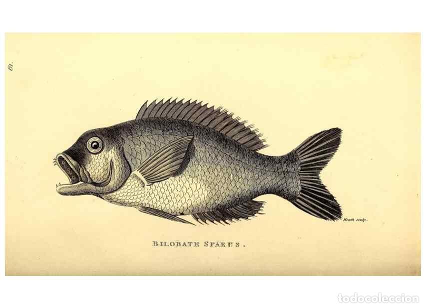 Collezionismo di Riviste e Giornali: Reproducci&oacute;n/Reproduction 49826976472: General zoology, or Systematic natural history. London,Printe