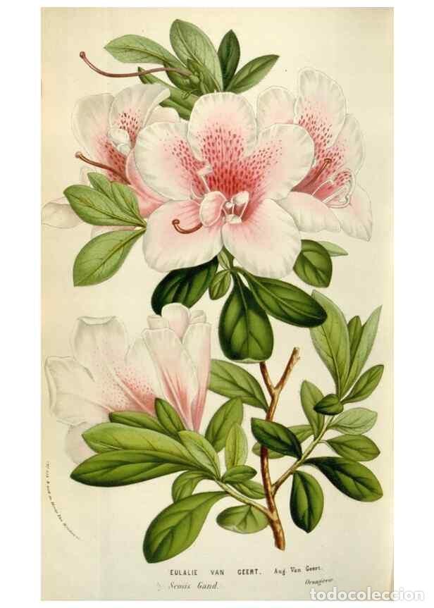 Collezionismo di Riviste e Giornali: Reproducci&oacute;n/Reproduction 49583563658: Flore des serres et des jardins de l'Europe. A Gand :chez Lou