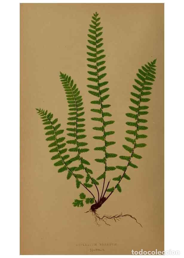 Collezionismo di Riviste e Giornali: Reproducci&oacute;n/Reproduction 49627142717: Ferns: British and exotic.... London,Groombridge and Sons,185