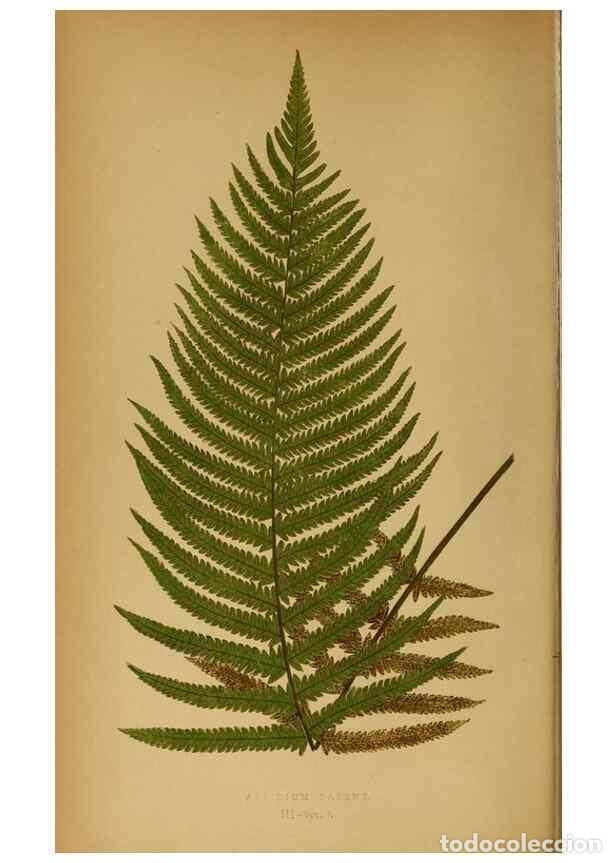 Collezionismo di Riviste e Giornali: Reproducci&oacute;n/Reproduction 49627673813: Ferns: British and exotic.... London,Groombridge and Sons,185