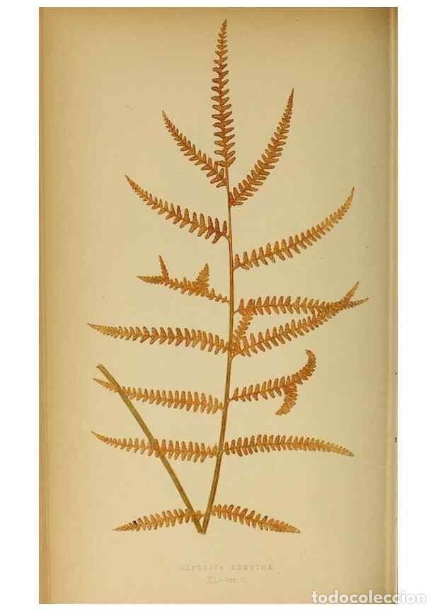Collection Magazines and Newspapers: Reproducci&oacute;n/Reproduction 49627681198: Ferns: British and exotic.... London,Groombridge and Sons,185