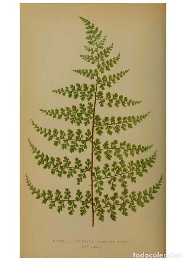 Collection Magazines and Newspapers: Reproducci&oacute;n/Reproduction 49627957493: Ferns: British and exotic.... London,Groombridge and Sons,185