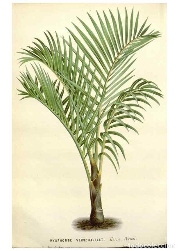 Collection Magazines and Newspapers: Reproducci&oacute;n/Reproduction 49588962151: Flore des serres et des jardins de l'Europe. A Gand :chez Lou