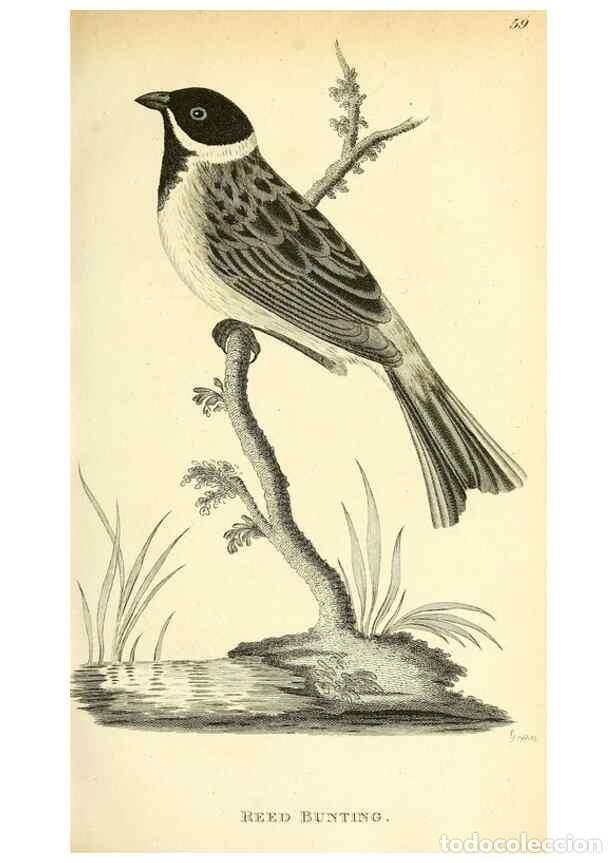 Collection Magazines and Newspapers: Reproducci&oacute;n/Reproduction 49830256423: General zoology, or Systematic natural history. London,Printe