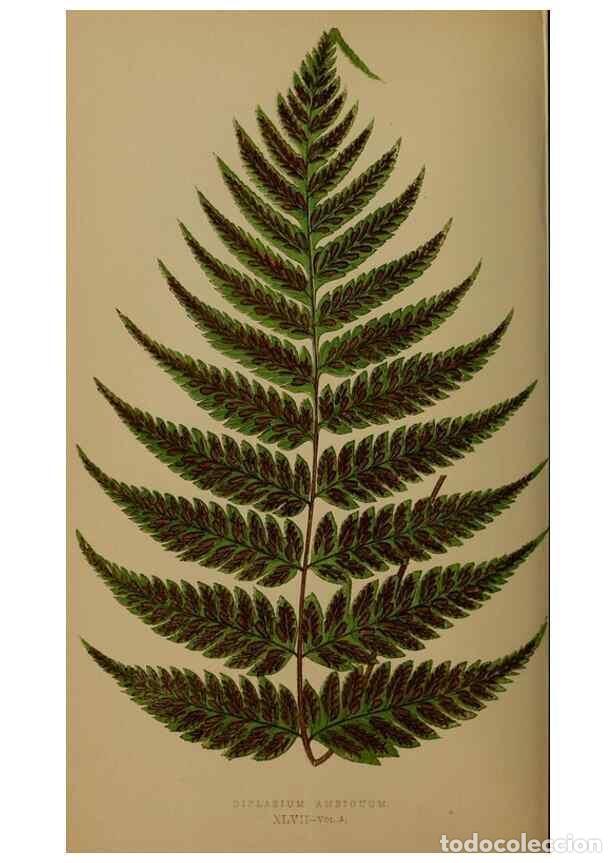 Collection Magazines and Newspapers: Reproducci&oacute;n/Reproduction 49626363118: Ferns: British and exotic.... London,Groombridge and Sons,185
