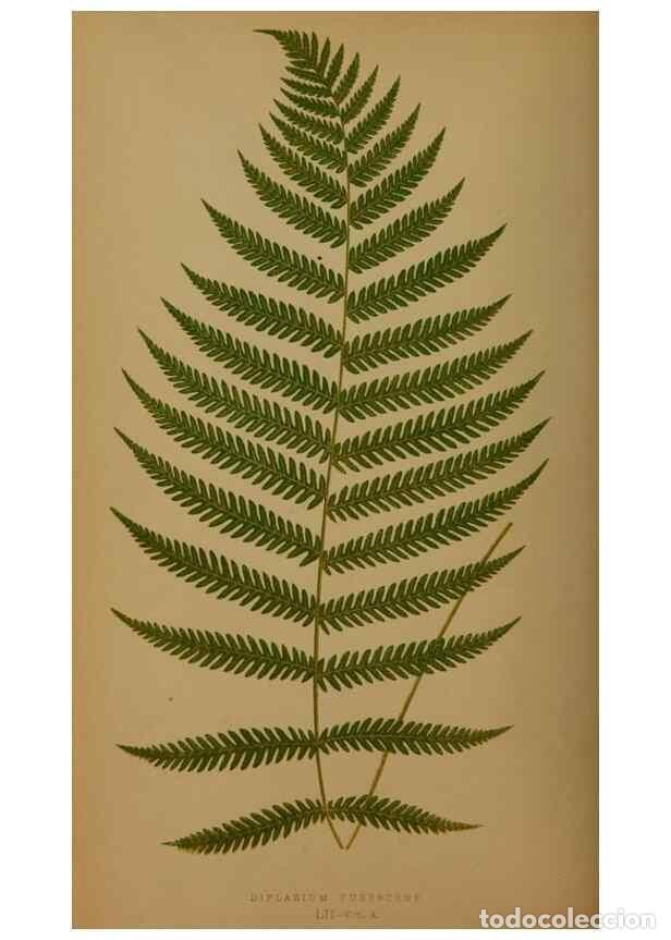 Collection Magazines and Newspapers: Reproducci&oacute;n/Reproduction 49626364248: Ferns: British and exotic.... London,Groombridge and Sons,185