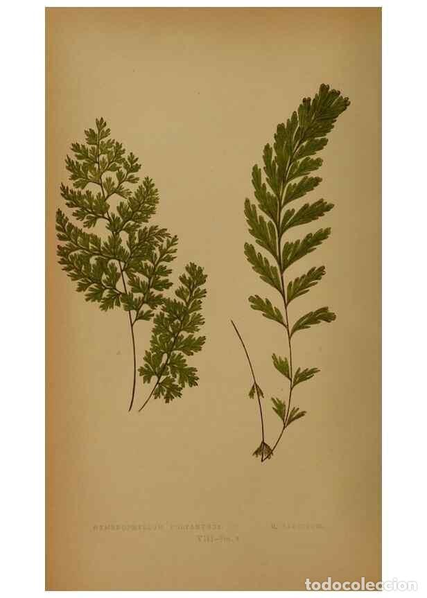 Collezionismo di Riviste e Giornali: Reproducci&oacute;n/Reproduction 49628748162: Ferns: British and exotic.... London,Groombridge and Sons,185