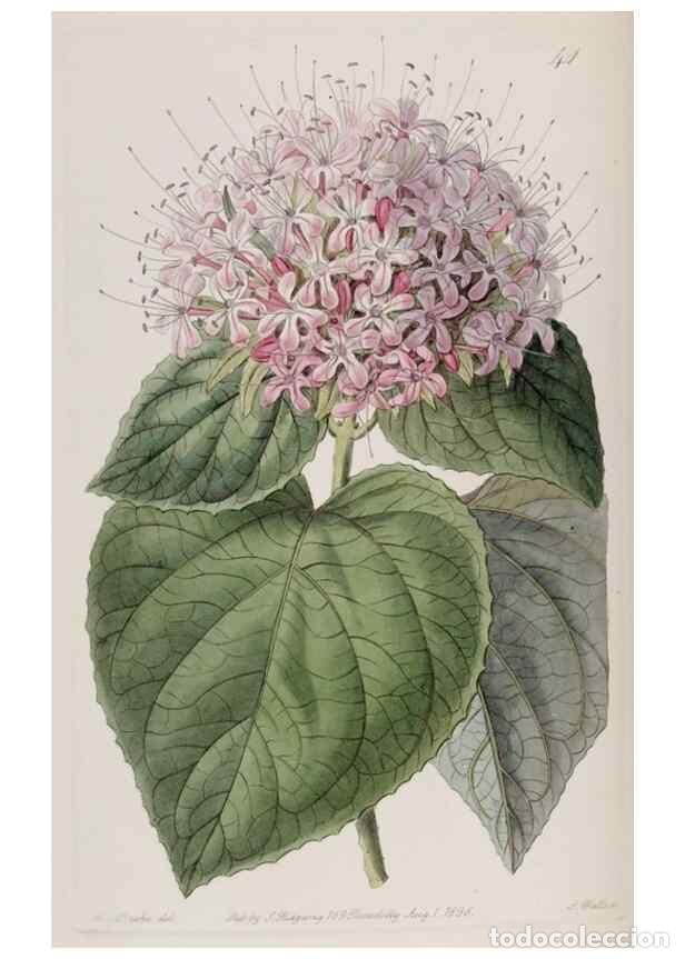 Collezionismo di Riviste e Giornali: Reproducci&oacute;n/Reproduction 49818058407: Edwards's botanical register.. London :James Ridgway,1829-184