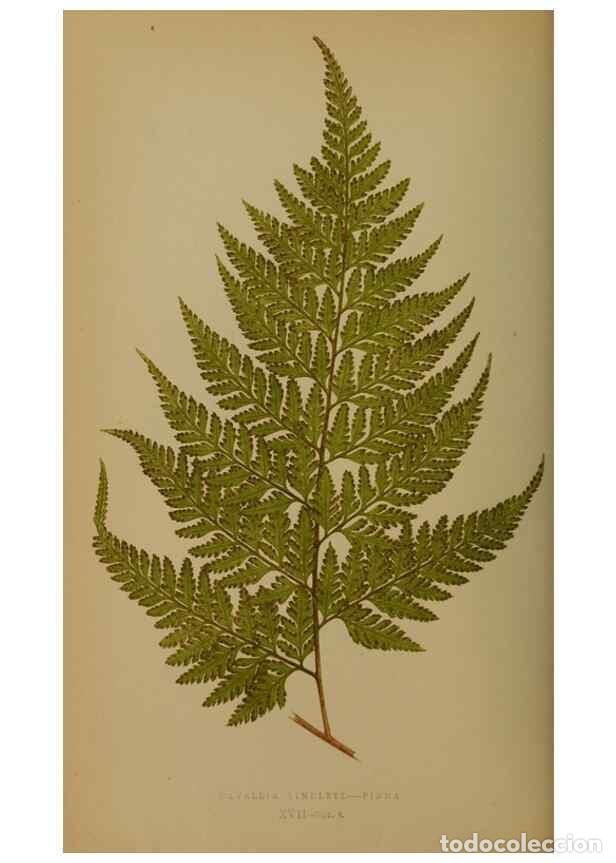 Collezionismo di Riviste e Giornali: Reproducci&oacute;n/Reproduction 49628475421: Ferns: British and exotic.... London,Groombridge and Sons,185