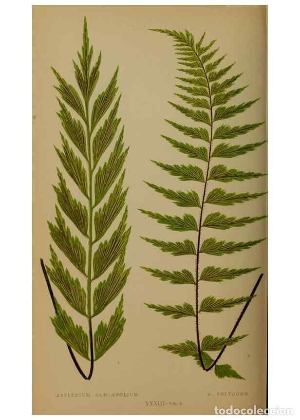 Collezionismo di Riviste e Giornali: Reproducci&oacute;n/Reproduction 49626359668: Ferns: British and exotic.... London,Groombridge and Sons,185
