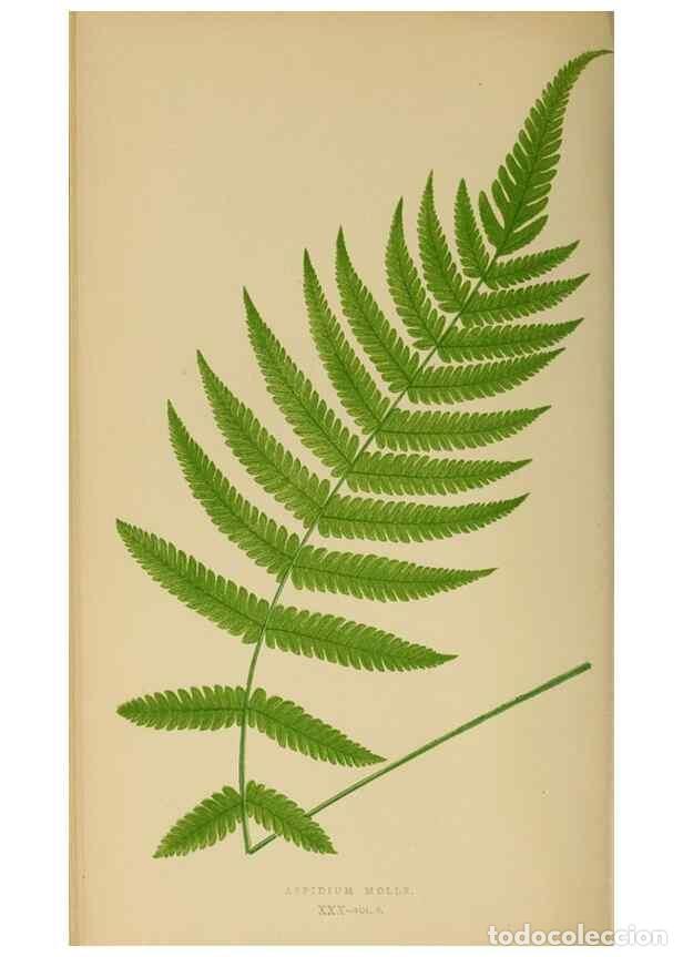 Collezionismo di Riviste e Giornali: Reproducci&oacute;n/Reproduction 49626710373: Ferns: British and exotic.... London,Groombridge and Sons,185