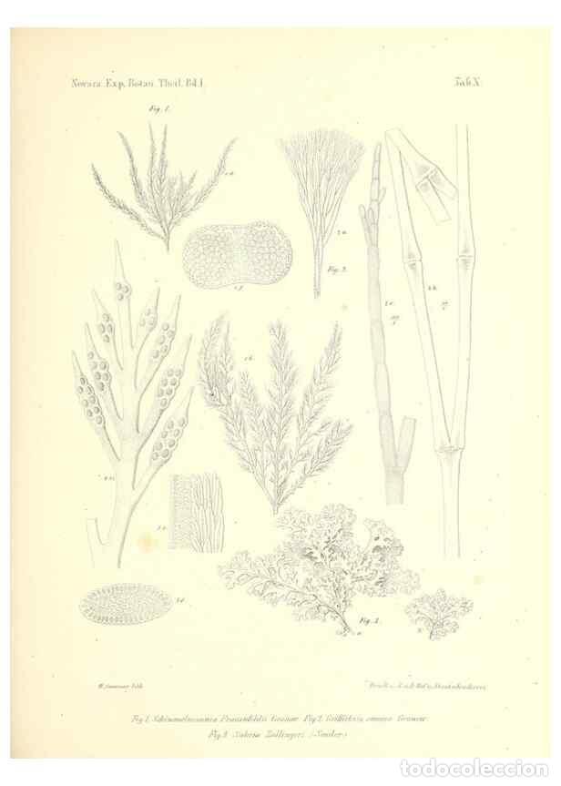 Collezionismo di Riviste e Giornali: Reproducci&oacute;n/Reproduction 49830689433: Reise der &ouml;sterreichischen Fregatte Novara. Wien,Kaiserlich-K