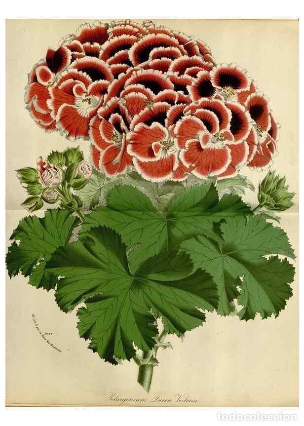 Collezionismo di Riviste e Giornali: Reproducci&oacute;n/Reproduction 49588265671: Flore des serres et des jardins de l'Europe. A Gand :chez Lou