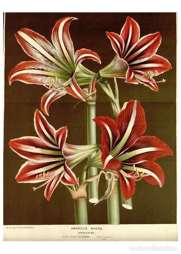 Collezionismo di Riviste e Giornali: Reproducci&oacute;n/Reproduction 49588944106: Flore des serres et des jardins de l'Europe. A Gand :chez Lou