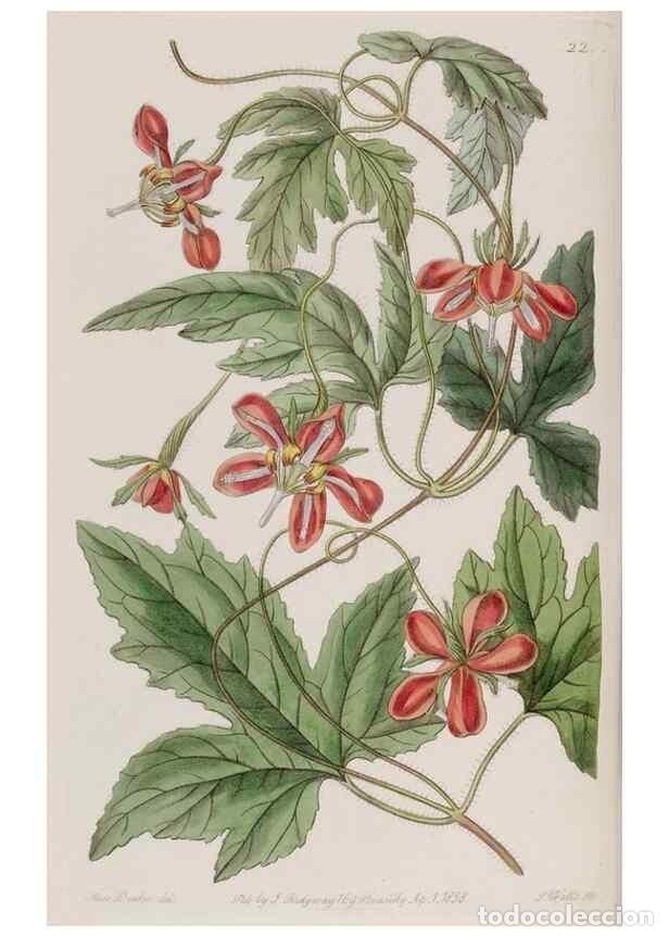 Collezionismo di Riviste e Giornali: Reproducci&oacute;n/Reproduction 49817743131: Edwards's botanical register.. London :James Ridgway,1829-184