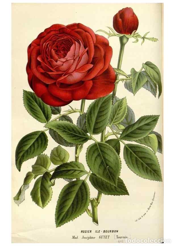 Collezionismo di Riviste e Giornali: Reproducci&oacute;n/Reproduction 49588945366: Flore des serres et des jardins de l'Europe. A Gand :chez Lou