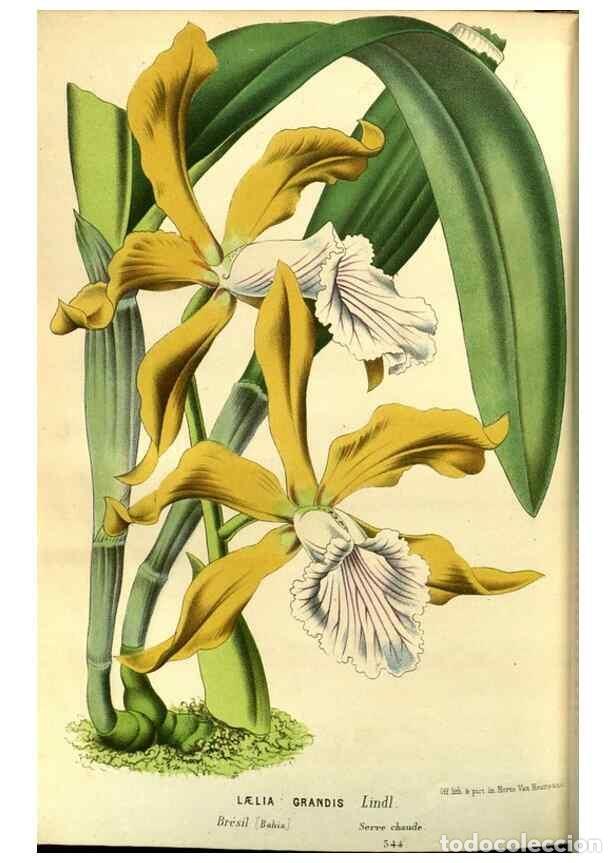 Collezionismo di Riviste e Giornali: Reproducci&oacute;n/Reproduction 49588881097: Flore des serres et des jardins de l'Europe. A Gand :chez Lou