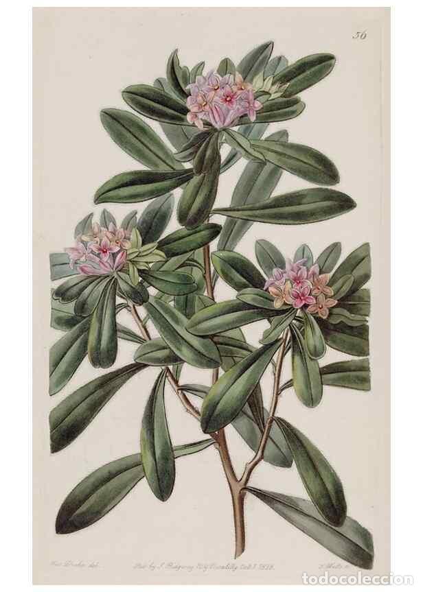 Collezionismo di Riviste e Giornali: Reproducci&oacute;n/Reproduction 49817757181: Edwards's botanical register.. London :James Ridgway,1829-184