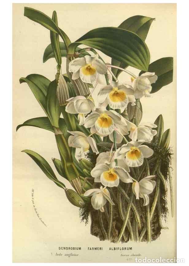 Collezionismo di Riviste e Giornali: Reproducci&oacute;n/Reproduction 49588633551: Flore des serres et des jardins de l'Europe. A Gand :chez Lou