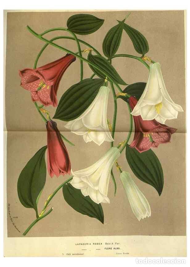 Collezionismo di Riviste e Giornali: Reproducci&oacute;n/Reproduction 49588119131: Flore des serres et des jardins de l'Europe. A Gand :chez Lou