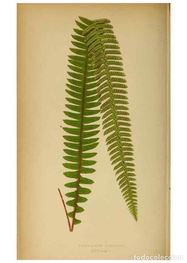 Collezionismo di Riviste e Giornali: Reproducci&oacute;n/Reproduction 49627677988: Ferns: British and exotic.... London,Groombridge and Sons,185