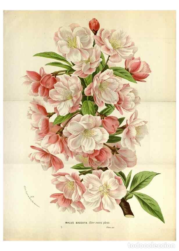 Collezionismo di Riviste e Giornali: Reproducci&oacute;n/Reproduction 49587566808: Flore des serres et des jardins de l'Europe. A Gand :chez Lou